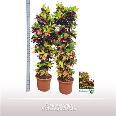 Codiaeum Mrs Iceton