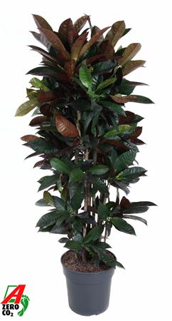 Codiaeum Mrs Iceton Branched