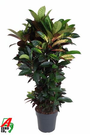 Codiaeum Mrs Iceton Branched