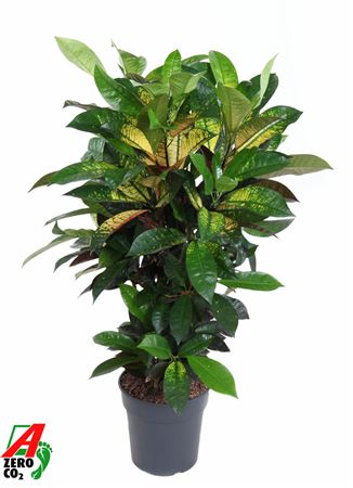 Codiaeum Mrs Iceton Branched