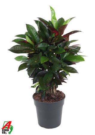 Codiaeum Mrs Iceton Branched