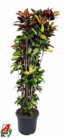 Codiaeum Mrs Iceton Ranched