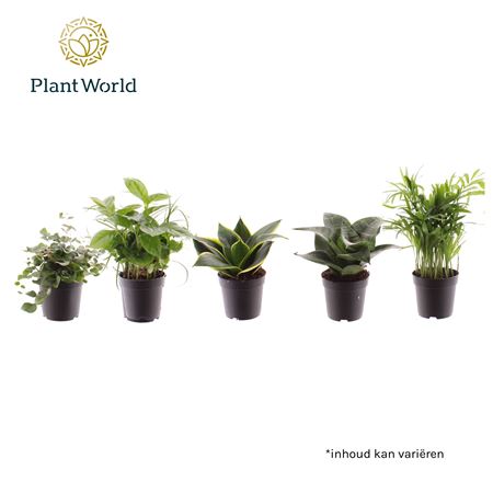 Plant Mix Keen On Green Mix (decorum)