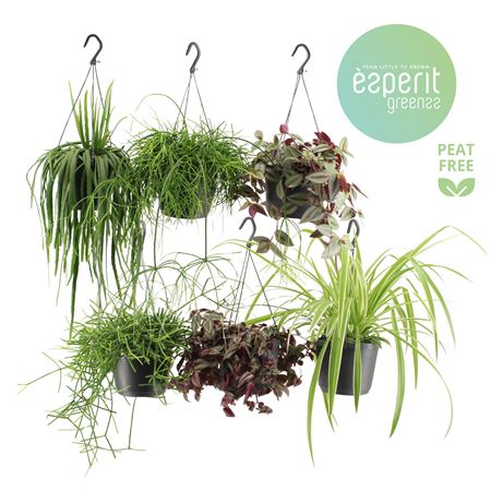 Hangmix Greenss 4 Srt Hanging