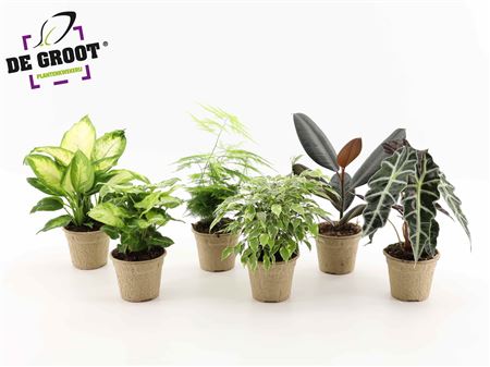 Plant Mix In Pulppot En Pulptray