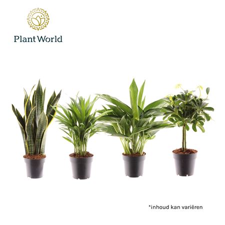 Groenmix Jamaica (diverse Soorten)