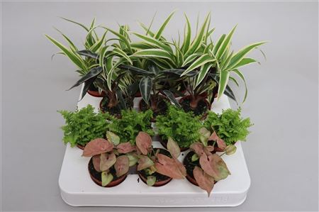 Plant Mix Mini Exclusive
