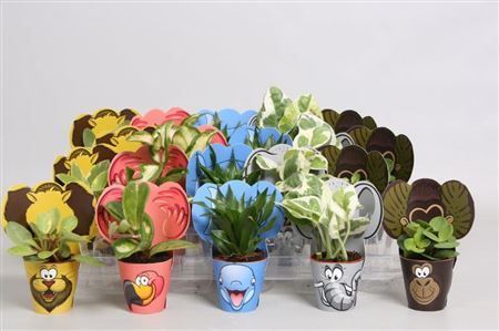 Plant Mix Mini In Potcover