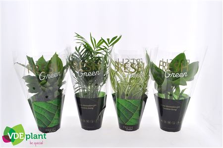 Plant Mix Fresh Green Special Mix