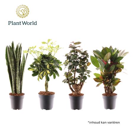 Plantmix Santorini (diverse Soorten)