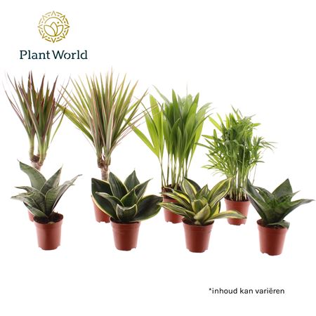 Tiny Happy Family Luxe Mix 6-7srt  (decorum)