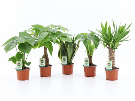 Tropic Mix