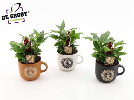 Coffea In Color Pot With Real Beans