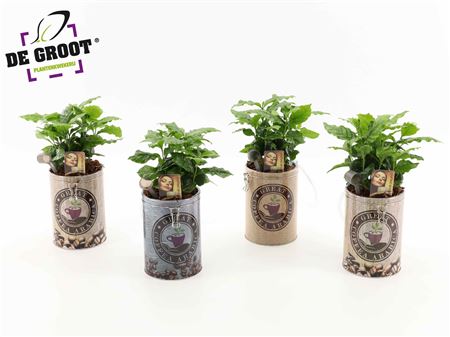 Coffea In Koffievoorraadblik