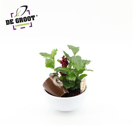 Coffea In Bowl + Cup