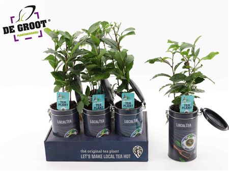 Camillia Theeplant In Blick