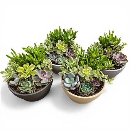 Succulent Bowl