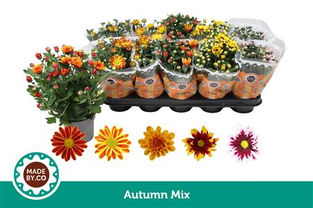 Chrys Autumn Mix