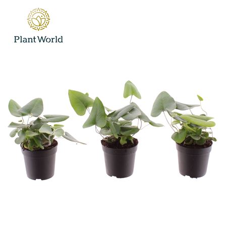 Hemionitis Arifolia (decorum)