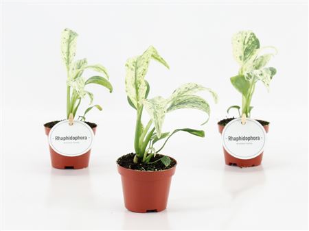 Rhaphidophora Puberula Variegata