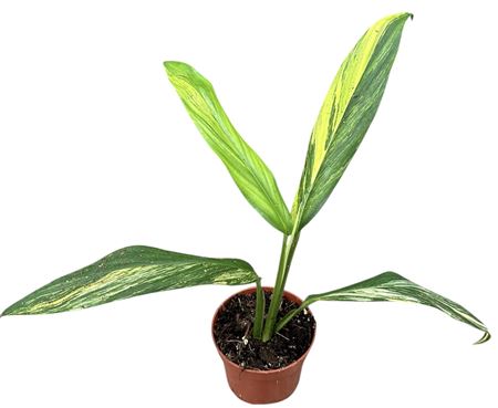 Amplissimum Aurea Variegata