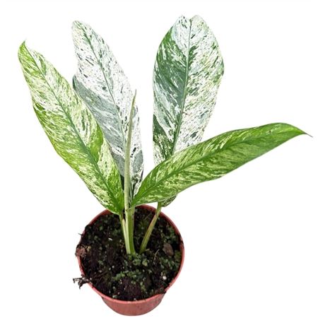 Rhaphidophora Foraminifera Marble