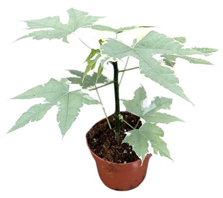 Cnidoscolus Aconitifolius Variegata