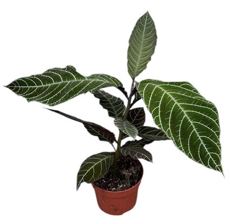 Labisia Gigantifolia