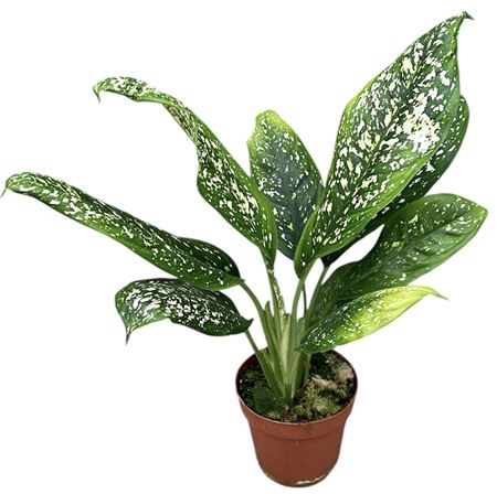 Dieffenbachia Spoon
