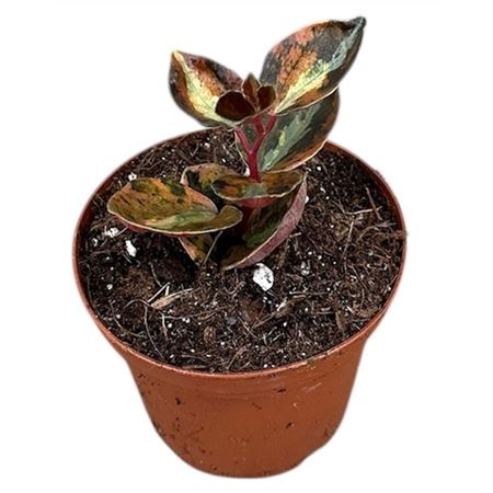 Peperomia Creme Brulee