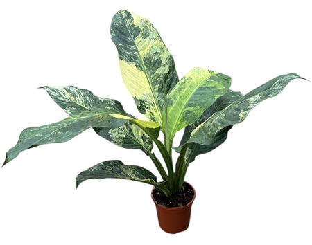 Dieffenbachia Big Ben