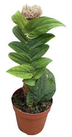 Rhapidpaphora Korthalsii