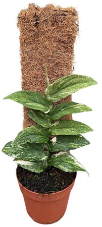 Rhaphidophora Korthalsii Variegata