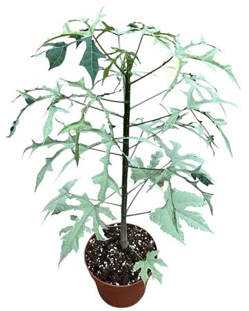 Cnidoscolus Aconitifolius Variegata