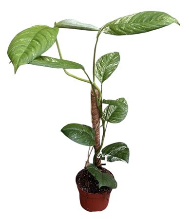 Rhaphidophora Puberula Variegata