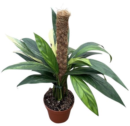 Amplissimum Aurea Variegata