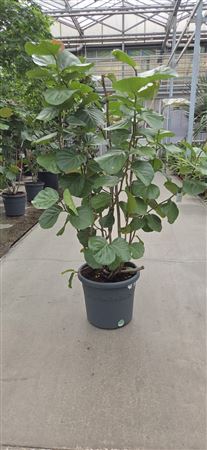 Coccoloba Uvifera