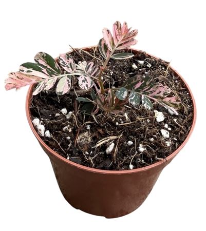 Phyllanthus Urinaria Variegata