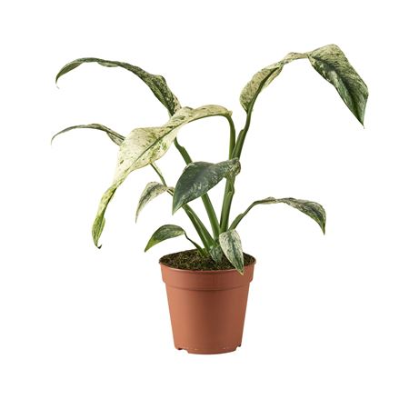 Rhaphidophora Puberula Variegata