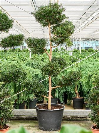 Podocarpus Macrophyllus