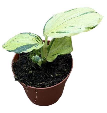 Kaempferia Pulchra Variegata