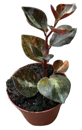Peperomia Creme Brulee