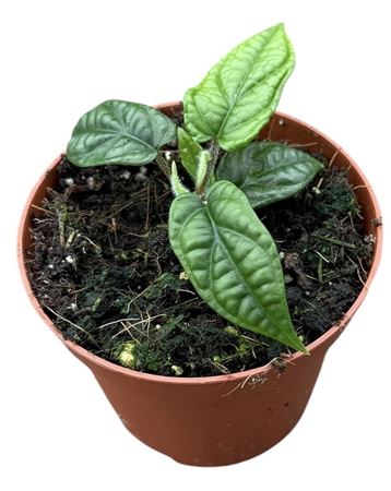 Piper Parmatum