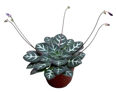 Primulina Sinovietnamica