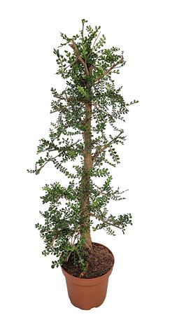 Operculicarya Decaryi