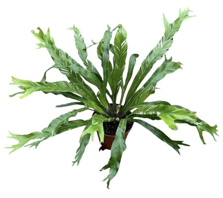Asplenium Nidus Variegata