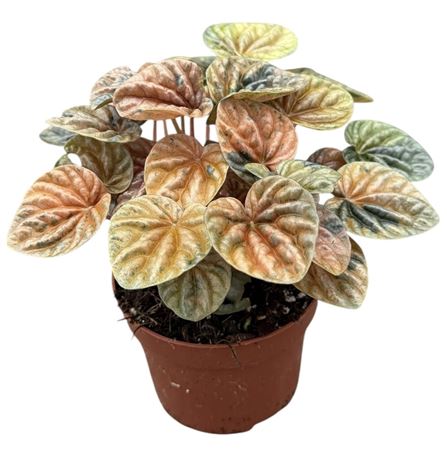 Peperomia Caperata Disco Fall