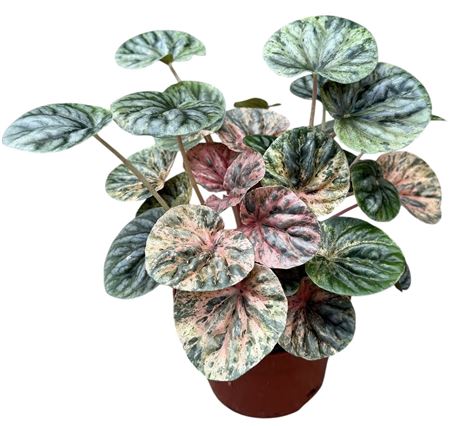 Peperomia Caperata Pink Lady