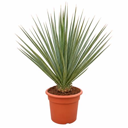 Nolina Nelsonii