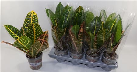 Croton Petra 17 In Design Hoes"sunshiners®"
